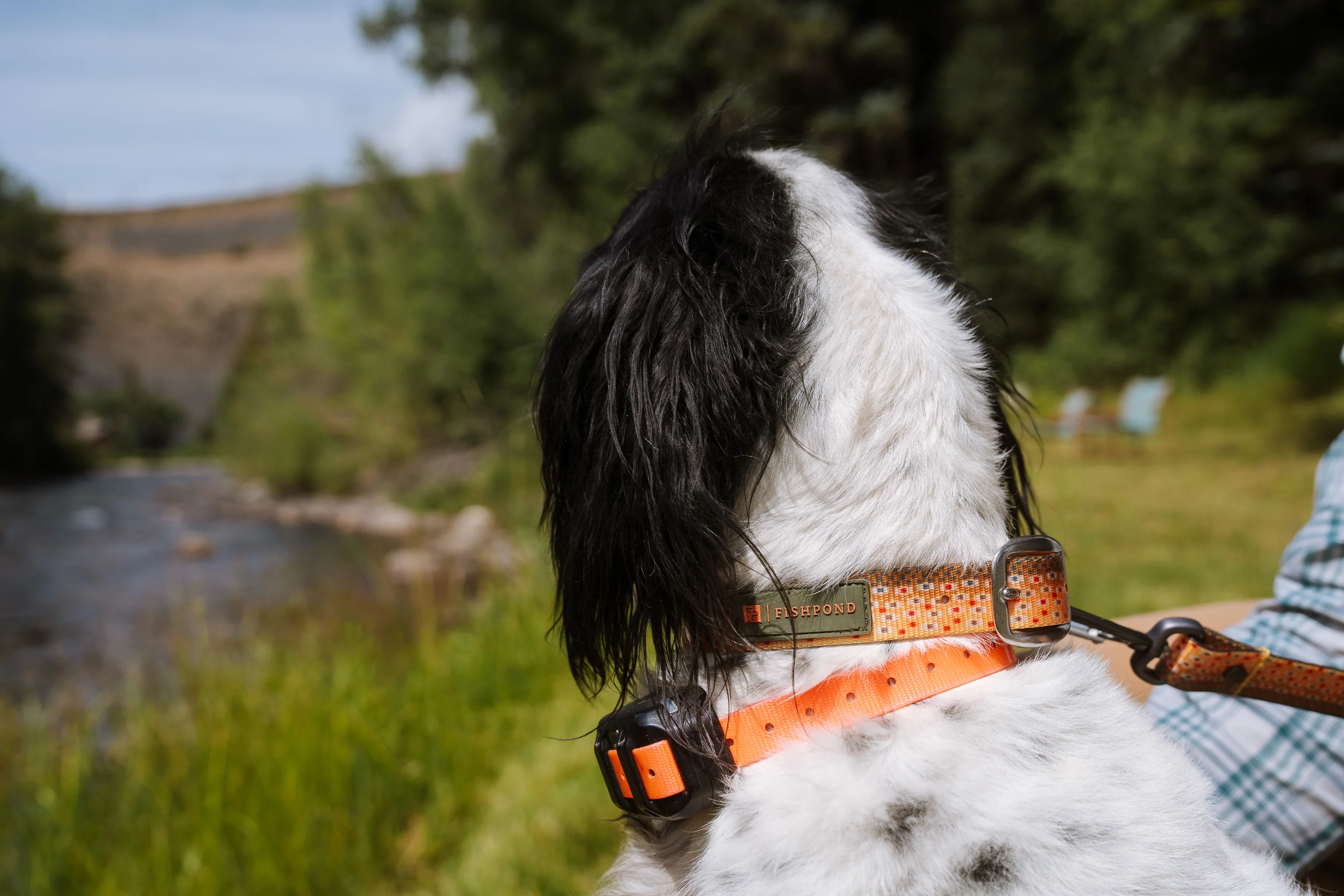 Fishpond Dog Collar - Image 5